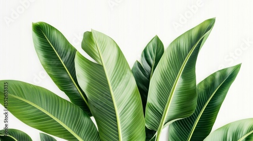 Wallpaper Mural Lush Green Tropical Leaves on White, Plant , Foliage Torontodigital.ca