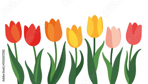 Colorful tulips blooming against a white background, spring beauty