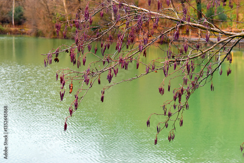 Dried alder flowers (Alnus ...