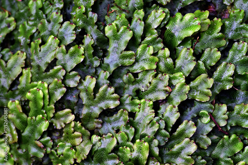 Detail of the green leaves ...
