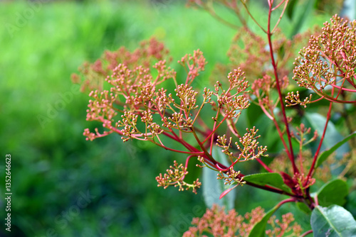 Unopened leaves and flowers...