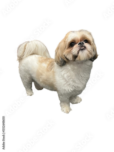Konstfotografi Funny shih tzu puppy png without background