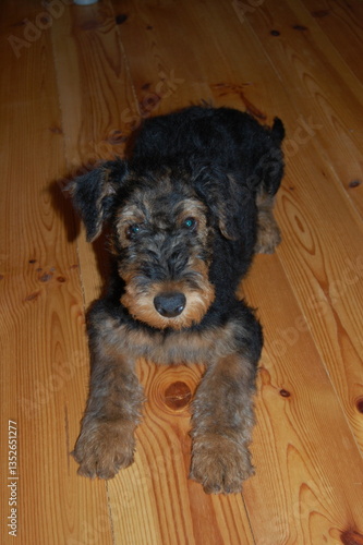 puppy on a black background