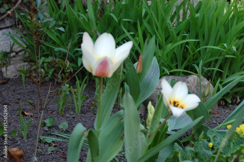 white crocus flowers