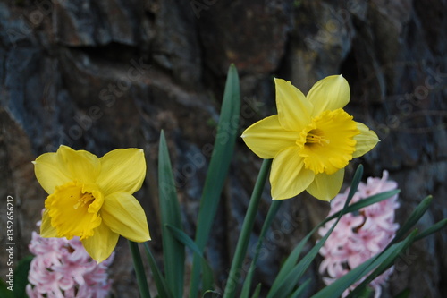 yellow daffodils in spring