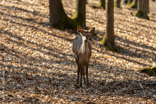 Fototapeta Naklejka Na Ścianę i Meble -  Deer in the forest. Wild deer herd with male and female mammal animals in the autumn forest among trees. European fallow deer Dama dama in the genus Dama of subfamily Cervinae in the wild nature park