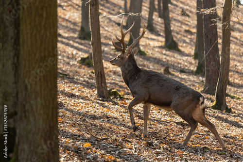 Fototapeta Naklejka Na Ścianę i Meble -  Deer in the forest. Wild deer herd with male and female mammal animals in the autumn forest among trees. European fallow deer Dama dama in the genus Dama of subfamily Cervinae in the wild nature park