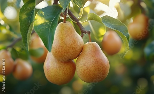 Fresh Ripe Pears Hanging on a Tree Branch in a Sunlit Orchard During Harvest ...