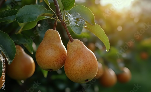 Fresh Ripe Pears Hanging on a Tree Branch in a Sunlit Orchard During Harvest ...