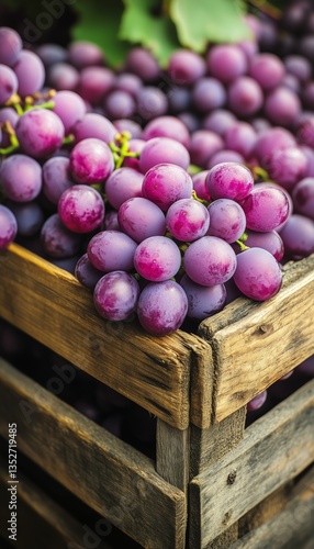Freshly Harvested Grapes in a Wooden Crate Surrounded by Vineyards in Late Su...