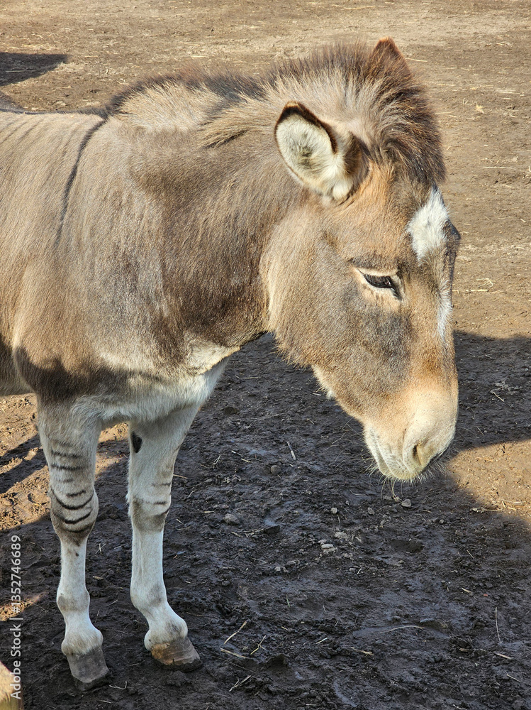 View of an ebra, a cross between a donkey and a zebra View of an ebra, a cross between a donkey and a zebra