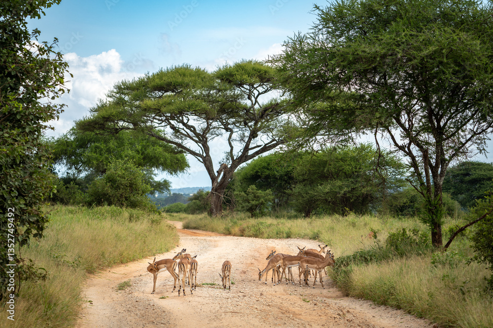 Obraz premium Eine Herde Impala steht auf einer Schotterpiste in der Savanne des Tarangire Nationalpark in Tansania Afrika