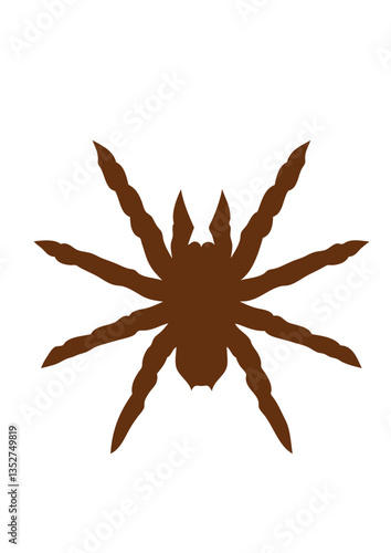 mygale araigne geante dessin