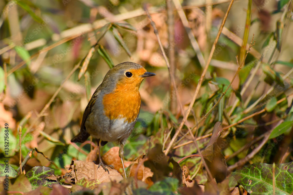 European robin standing on the ground close-up European robin standing on the ground close-up