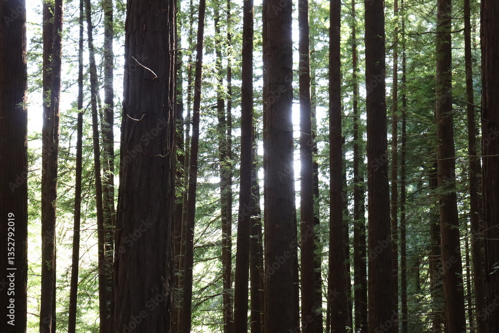 Fototapeta premium BOSQUE