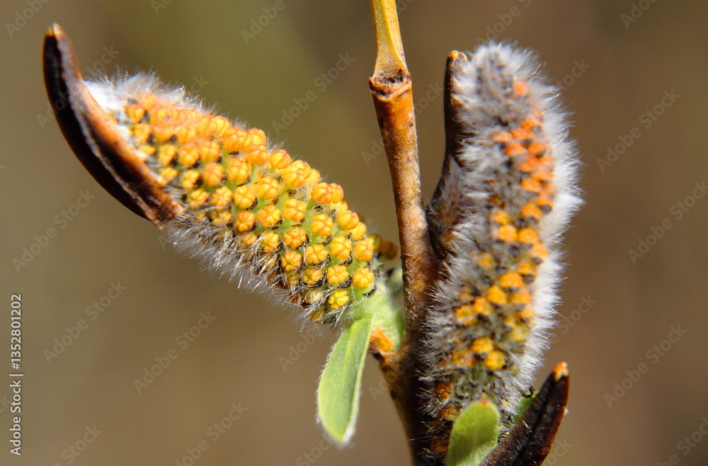 Fototapeta premium Willow catkins