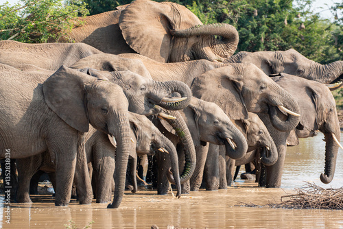 beautiful african landscape: herd of elephants in south africa in madikwe game reserve