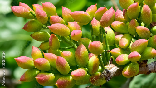 photo of fresh pistachios on a tree