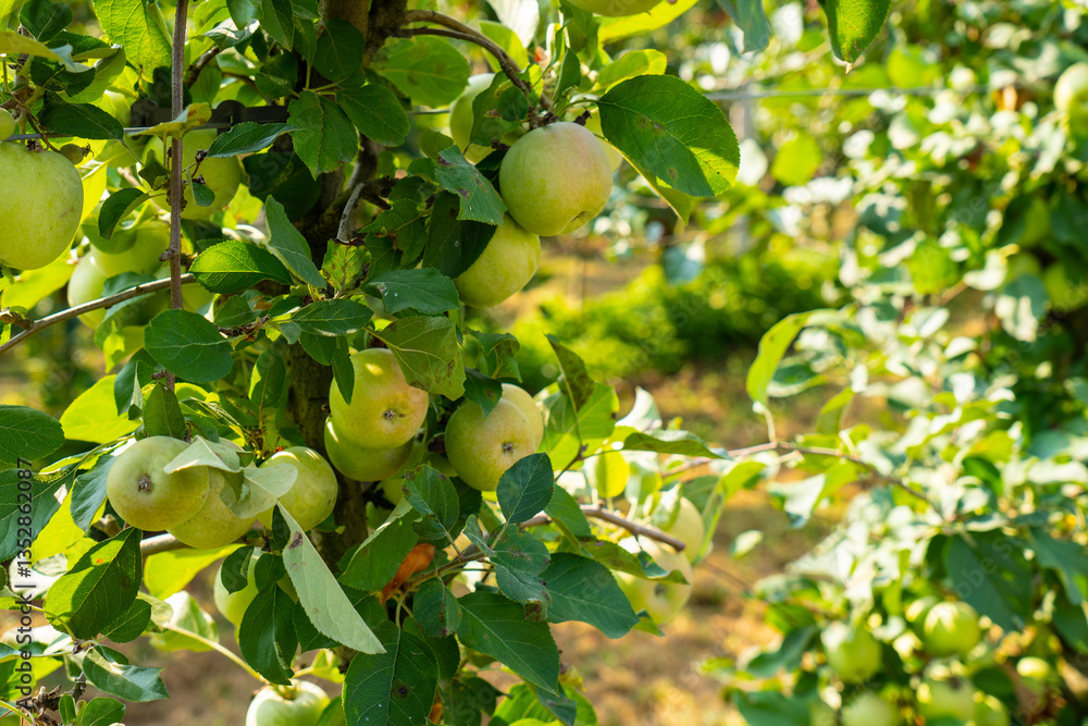 Green apples waiting to be picked. Sunny day. Green apples waiting to be picked. Sunny day.