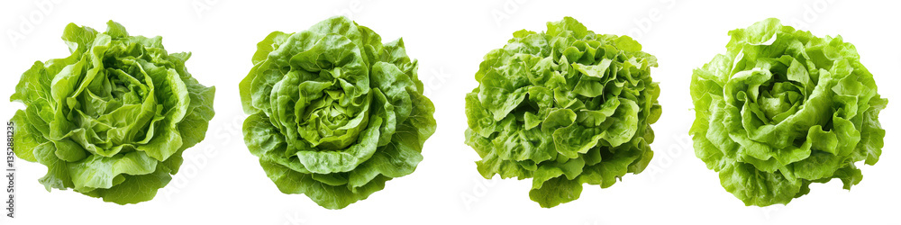 Four heads of lettuce with vivid green crisp leaves and tightly packed vibrant texture on display. Four heads of lettuce with vivid green crisp leaves and tightly packed vibrant texture on display.
