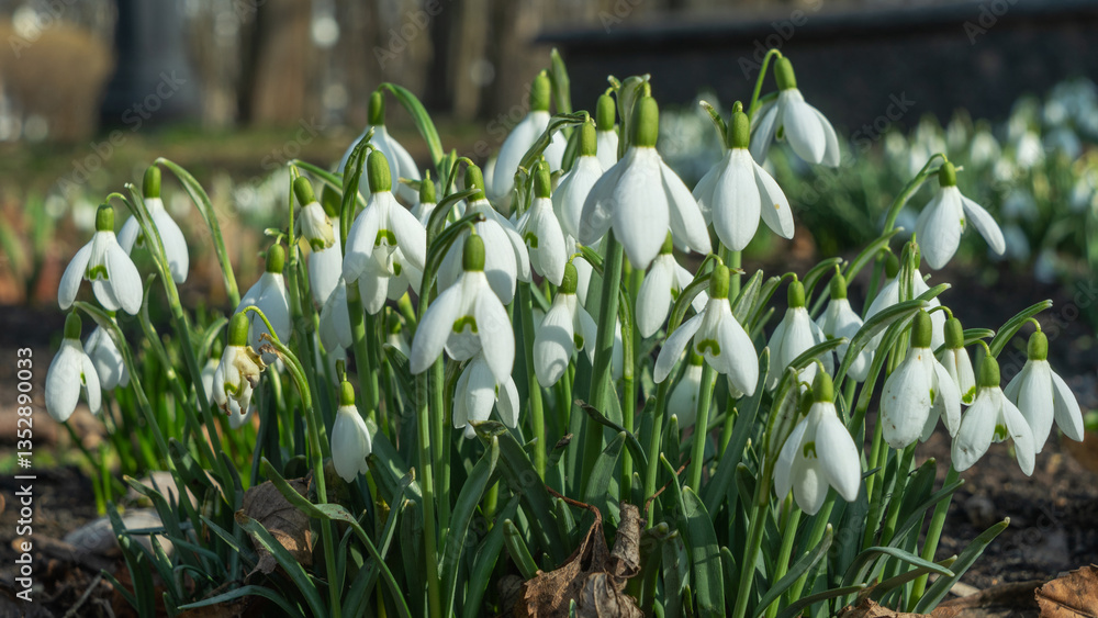 Fototapeta premium A delicate snowdrop blooms in spring, heralding the arrival of warmer days. Its pure white petals contrast beautifully with the fresh green surroundings, symbolizing renewal and hope.