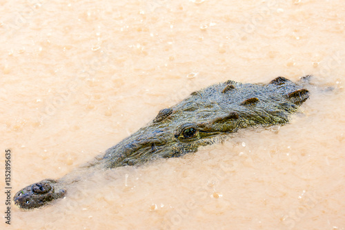 Obraz na płótnie The protruding head of an American crocodile (Crocodylus acutus) from the murky waters of the Tartoles River in Costa Rica. Selective focus on the animal's eye w salonie