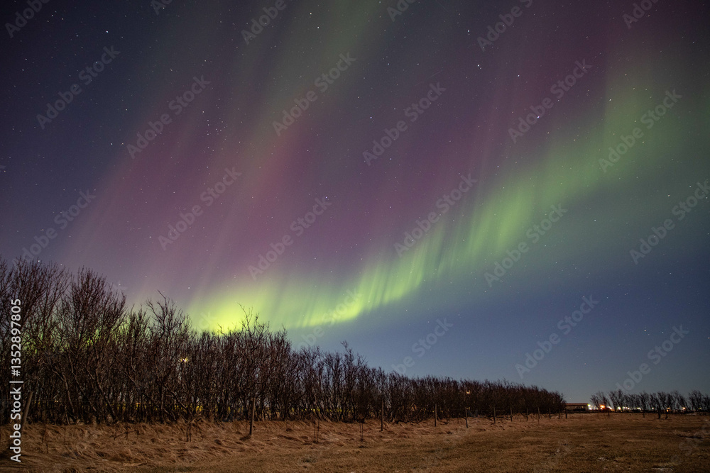 green and purple northern lights dancing above a field green and purple northern lights dancing above a field