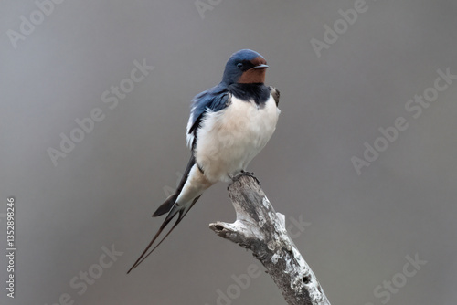 Barn Swallow before breeiding season La Charca Suarez Spain.