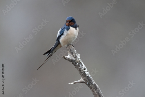 Barn Swallow before breeiding season La Charca Suarez Spain.