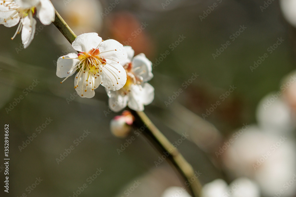 Obraz premium 白い梅の花