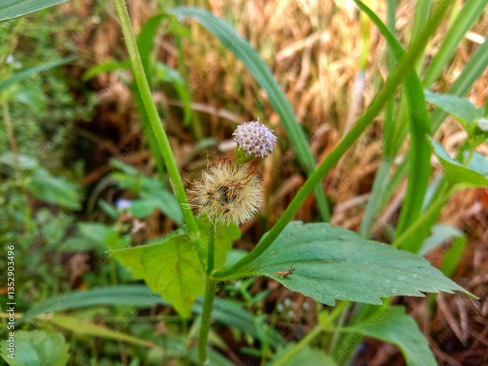 A photo of a blooming flower with a grass background. A photo of a blooming flower with a grass background.