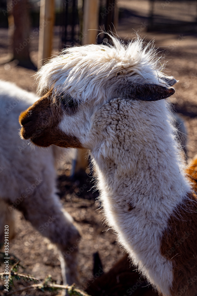 Obraz premium Fluffy Llama in Warm Sunlight