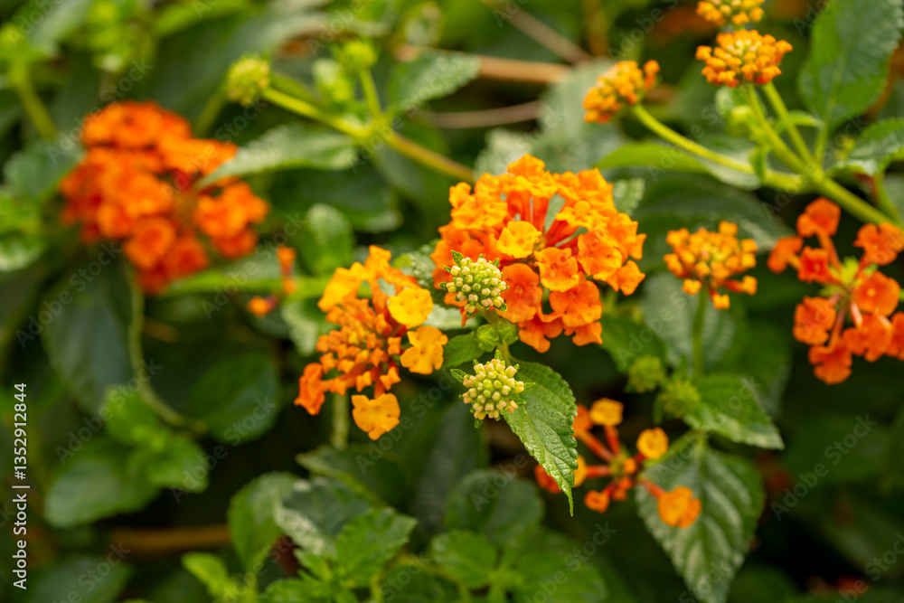 Lantana camara (common lantana) is a species of flowering plant within the verbena family (Verbenaceae), native to the American tropics. Lantana camara (common lantana) is a species of flowering plant within the verbena family (Verbenaceae), native to the American tropics.
