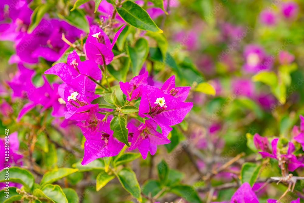 selectively focused, the pink bougenvilea flower plant is a popular houseplant. Its beauty comes from the sheath of flowers which are brightly colored and attract attention because they grow thickly selectively focused, the pink bougenvilea flower plant is a popular houseplant. Its beauty comes from the sheath of flowers which are brightly colored and attract attention because they grow thickly