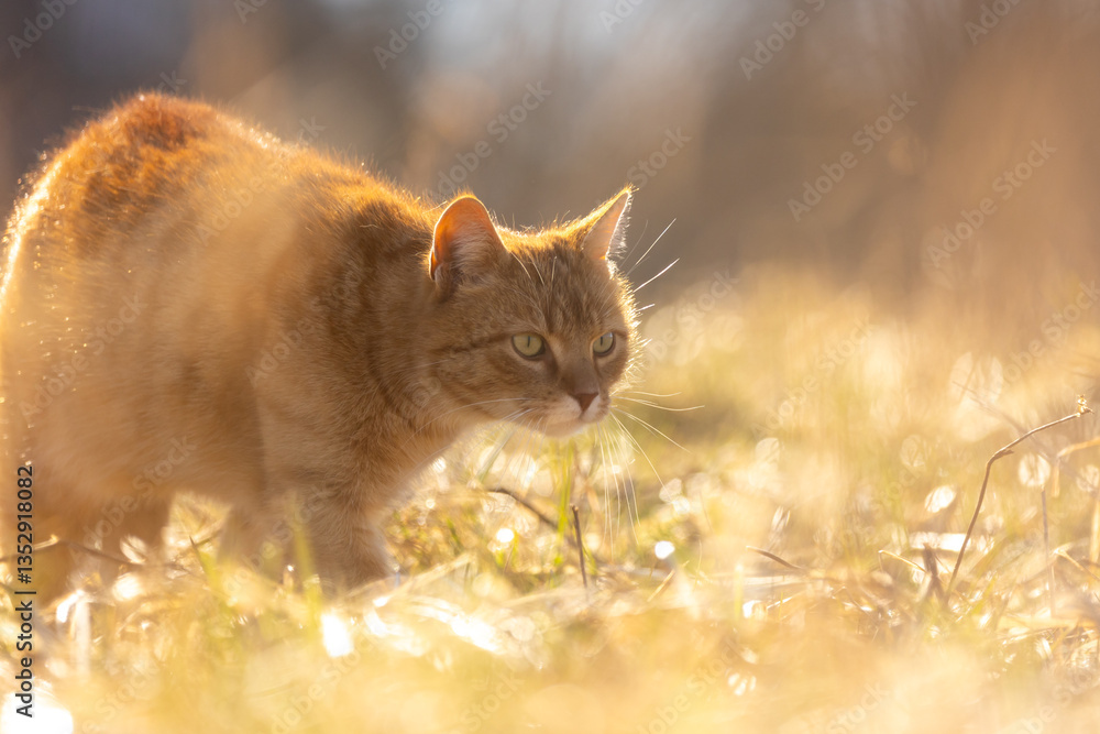 Rote Katze im goldenen Licht