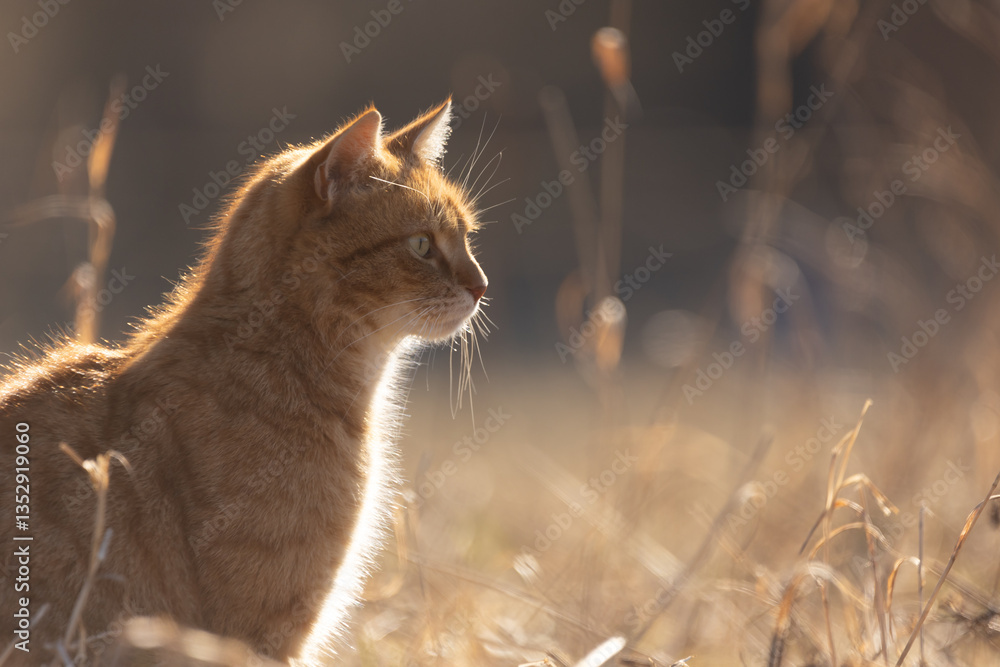 Rote Katze im goldenen Licht