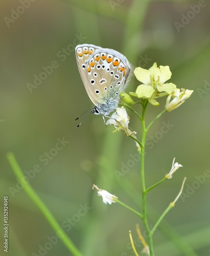 wildlife photos. photos of butterflies in natural areas.