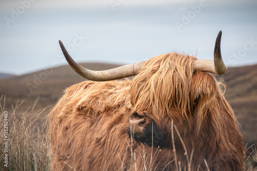 Portrait of a Scottish Highland cattle against a background of hills and overcast skies. Scottish breed. Rustic cattle. Close-up