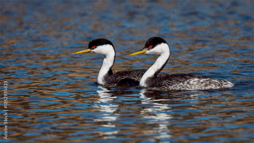 Fototapeta premium Male and female Western Grebes (Aechmophorus occidentalis) performing their iconic 