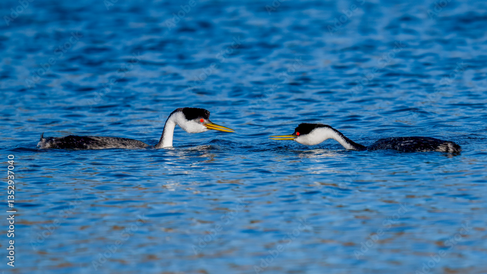 Fototapeta premium Male and female Western Grebes (Aechmophorus occidentalis) performing their iconic 