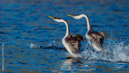 Slika na platnu Male and female Western Grebes (Aechmophorus occidentalis) performing their icon