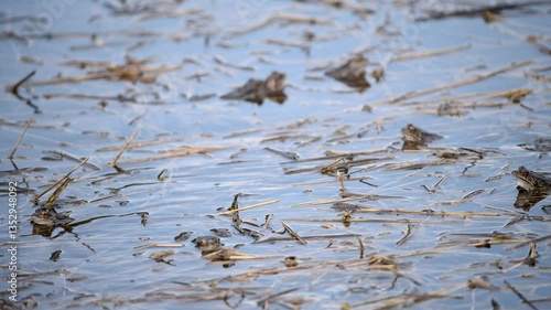 Frogs are resting on the calm surface of a lake, occasionally making small movements. Suddenly, they dive underwater, creating ripples on the surface. The scene captures their natural behavior in a pe