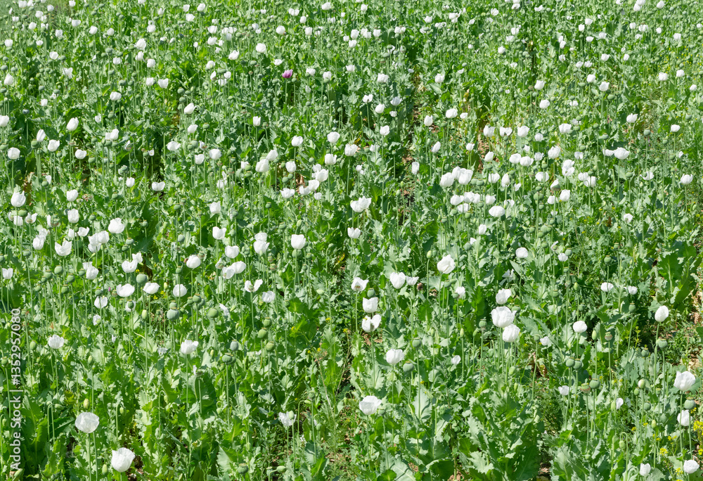poppy cultivated fields. landscape and open field photographs. poppy cultivated fields. landscape and open field photographs.