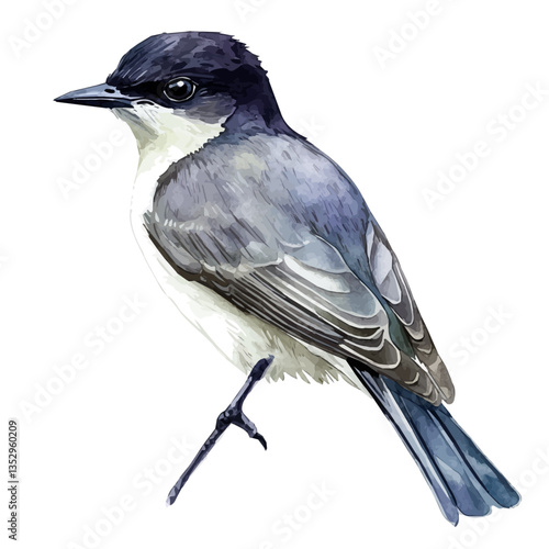Kingbird, watercolor illustration, isolated on a white background.