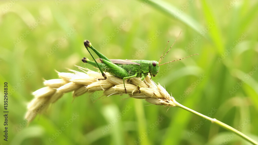Fototapeta premium A grasshopper on a rice field