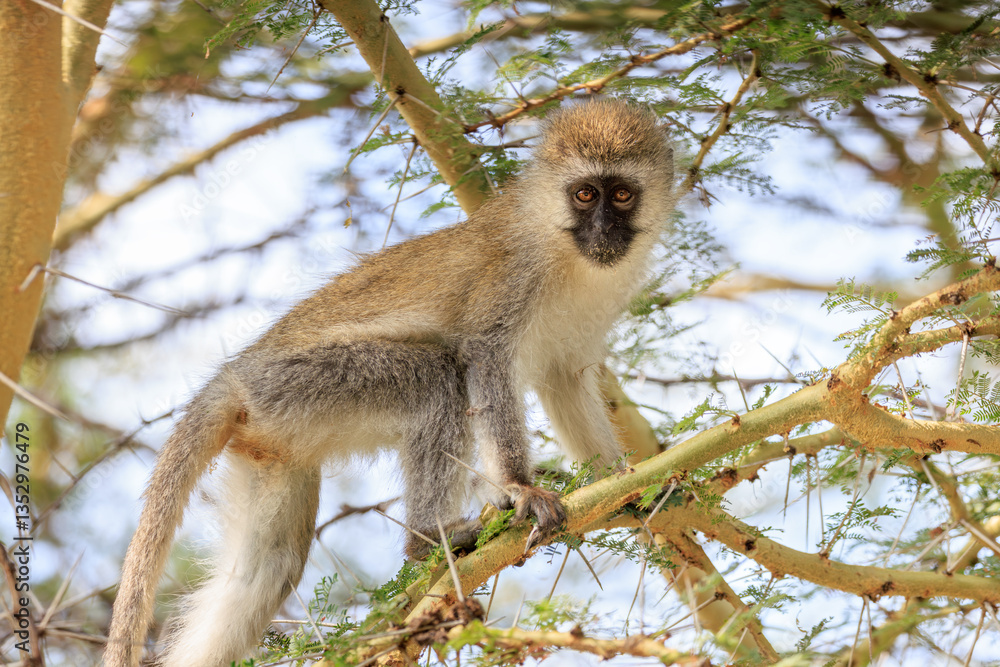 Fototapeta premium Vervet Monkey in Acacia Tree