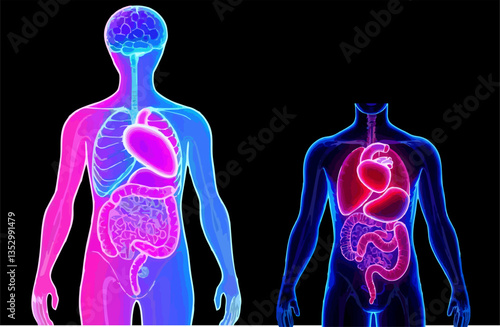 illustration of transparent human organs skull heart liver intestines stomach lungs health