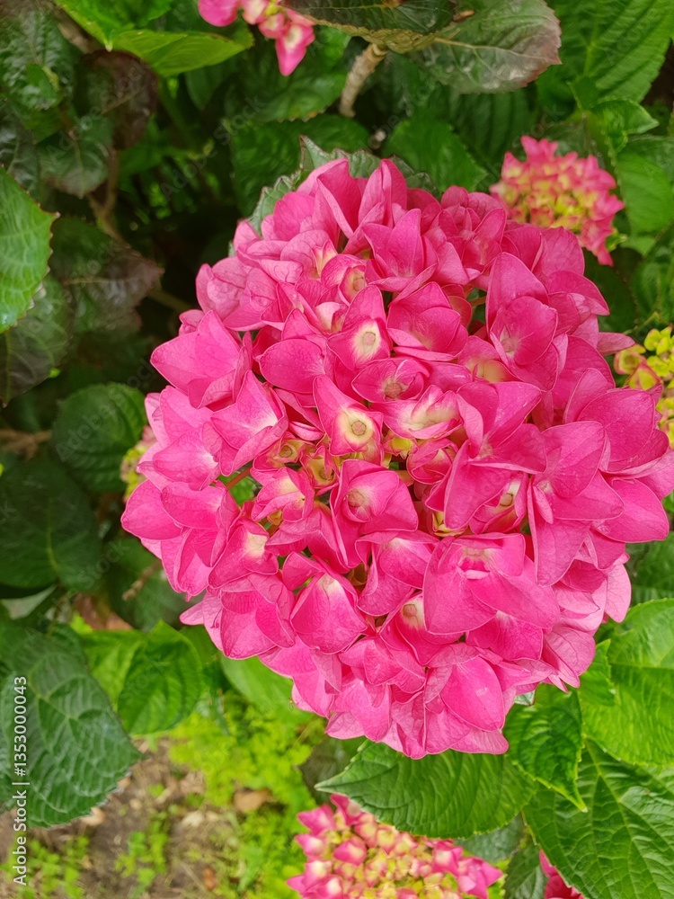 Obraz premium Flores