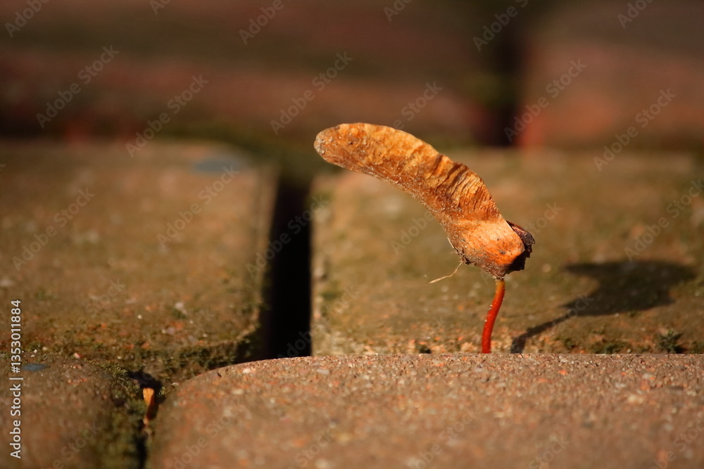 Fototapeta premium Maple seed (samara) germinating between paving stones in spring. Emerging life in an urban environment. Close-up with warm light and shallow depth of field