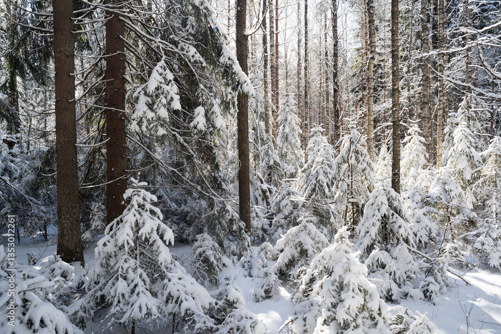 Fototapeta premium Winter forest, young fir trees in the snow, smooth trunks of pine trees and sunlight